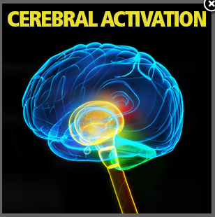Активация церебрального кортекса.png