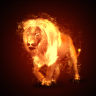 lion