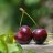 Cherry_cheb